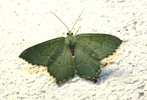 Réf. 236 555 : Hemithea aestivaria